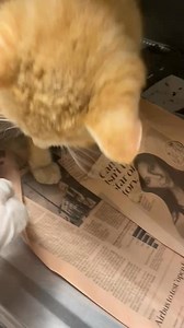 TRANSFERRED TO ANIMAL CARE LEAGUE SAFFRON A292717 Male / Age 1 year Owner surrender Intake 5/1/25 Came in with A292715 SAFFRON is a sweet orange tabby who is not feeling well right now. He has an upper respiratory infection that is being evaluated and treated. | CACC Cats