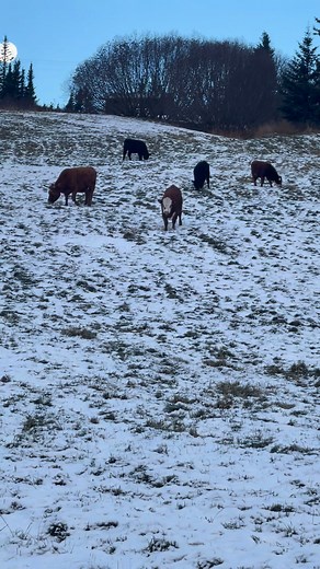 25 reactions · 10 comments | Finding Nessy in 22* Alaskan morning ☀️ #realalaskanhomesteader #schaderanchak #alaska #agriculture #bottlecalf | Schade Ranch, AK | Facebook
