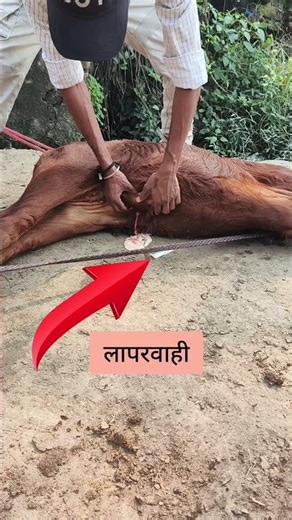 #cow #veterinary #rmpdoctor #doctor #help#rmpkundan