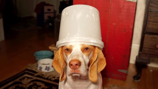 A dog struggles to find a biscuit in a bucket