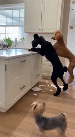 Dogs chase squirrel #shortvideo