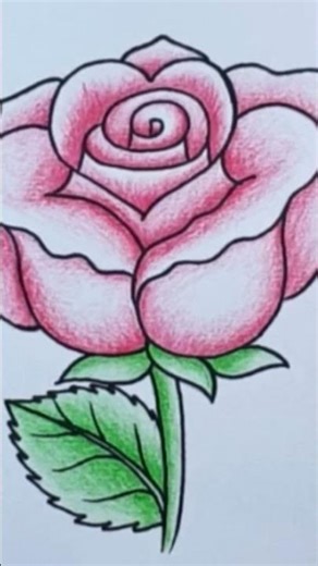 Rose drawing easy with pencil colour step by step | rose flower drawing | flower drawing