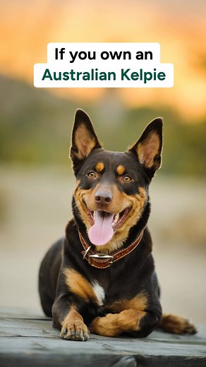 WANTED: AUSTRALIAN KELPIE owners who want the chance to try 3 months of Lyka for FREE! ✅Human-grade ingredients ✅Fresh, healthy, and high-quality protein ✅No artificial preservatives or flavours ✅Gently cooked with the right balance of nutrients ✅Pre-portioned and delivered directly to your door 👉 Don't miss out on this amazing offer for your dog! Have the chance to try 3 months of Lyka for FREE get 30% off your first 2 boxes! Click here >> https://bit.ly/3K7Mquu | Lyka Pet Food