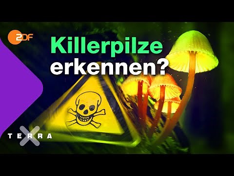 Killerpilze – Wie man giftige Pilze erkennt | Terra X plus
