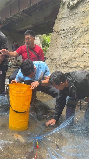 The second batch of Schizothorax Pelzami, an endangered ray-finned fish locally known as Ngarsing, had been planted into the Richaso stream on 7th July 2026. So far, 120 fingerlings have been planted by the Sangno clan of Weshi village. @IndianExpress @the_hindu @WWFINDIA