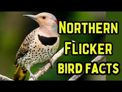 The Northern Flicker Mini documentary, ID, food , how to ID, habitat, nesting, behavior