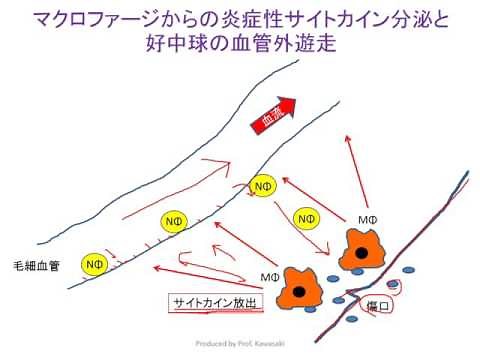 自然免疫で重要なサイトカイン