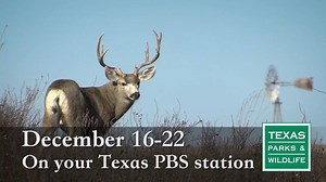 8.5K views · 149 reactions | On our next PBS show: Protecting the state’s deer population is a big job. See this story and more at bit.ly/MustSeeTxTV | Texas Parks and Wildlife | Facebook