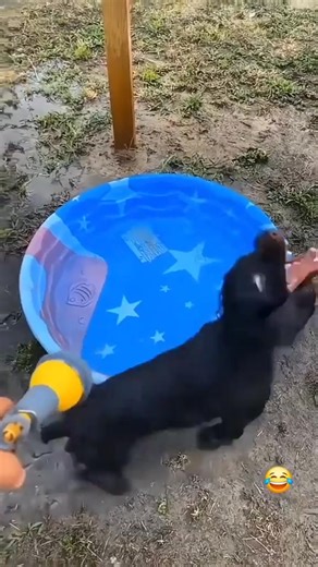 dogs keeping cool | Bobby Lloyd