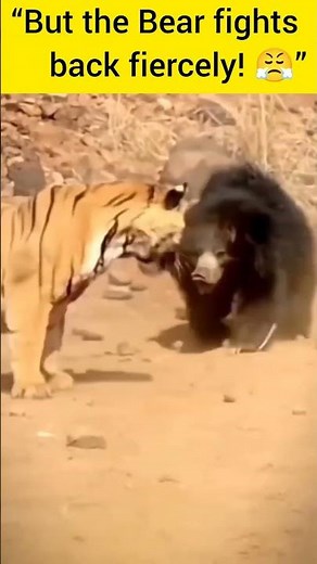 “Real Tiger 🐅 vs Bear 🐻 Fight in the Jungle | Rare Wildlife Battle 🔥”