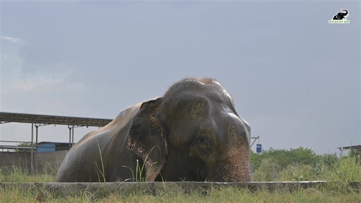 Raju washes away the wait as he gets ready to trumpet his epic milestone! 10 years ago, today his life took a joyous turn! Stay tuned for bigger splashes and larger than life celebrations! This rescueversary promises to be a day filled with laughter, love and perhaps even a few unexpected surprises! | Wildlife SOS
