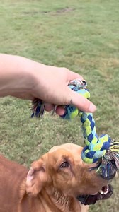 1.9K views · 62 reactions | Hank Justice update He has his first rope bone, he couldn’t be happier. He is a lucky guy for sure. Thank you for your donations and support. If you have a little extra, think about us for North Texas Giving day. https://www.northtexasgivingday.org/organization/Dfw-Rescue-Me | DFW Rescue Me | Facebook
