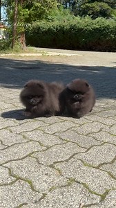 Drop a 🖤 if you’re obsessed with black Poms! | Luxepom