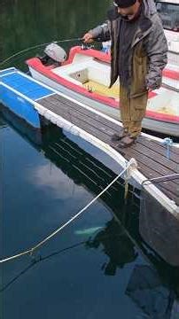 The biggest pollock of my life on an ultralight fishing rod 😱🦈