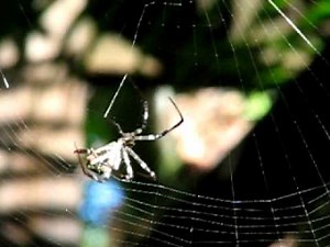 St. Andrew's Cross Spider spinning its web