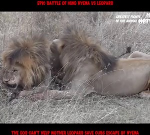 2M views · 28K reactions | Epic Battle Of King Lion Vs Hyena - The God can't help Mother Hyena save Cubs escape the power of Lion #wildlife #Amazing_Wild_Animals_Moments | Wild Animal Documentary Channel | Facebook