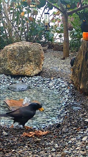 Talking Black Myna Bird Is Back !