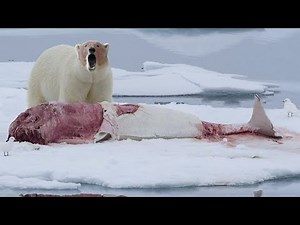Polar Bear on the Edge: Hunger Turns Deadly!