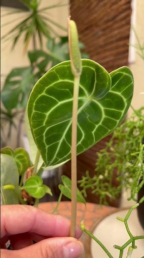 Anthurium Clarinervium Flower | How to prune #anthurium #inflorescence