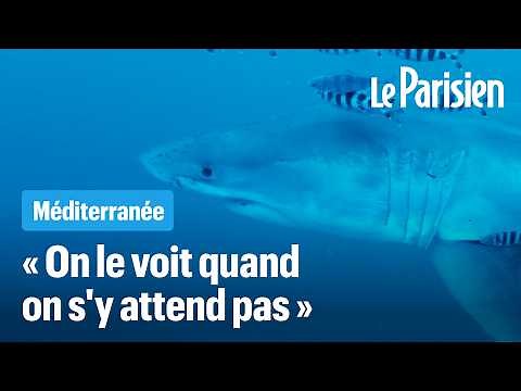 A great white shark filmed for the first time in the Mediterranean