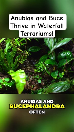 Growing Anubias & Bucephalandra in a Dart Frog Ecosystem