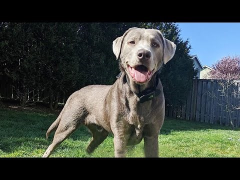 Silver Lab: Dog Breed Information and Owner’s Guide
