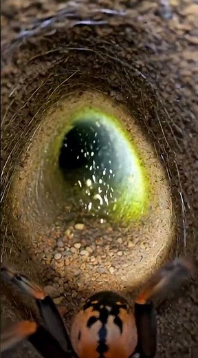 The secret world of the SPIDER