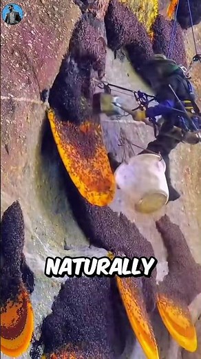 Chinese Honey Farming Method 🍯(Explained)