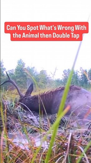 can you tell me answer what's wrong #trending #wildanimals #wildliferescue #animallife #wildanimals