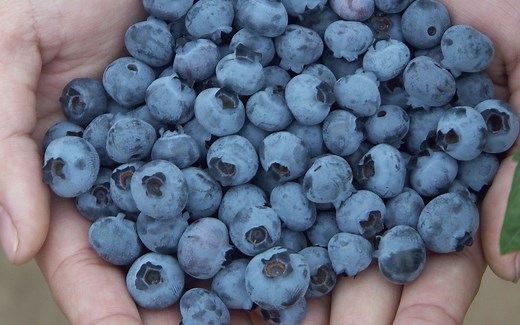 你了解蓝莓上的那层白霜吗？千万别再这样洗了，现在知道还不晚！