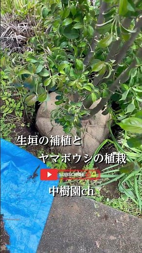 生垣の補植とヤマボウシの植栽＃植木屋＃補植＃生垣＃植栽＃樹木