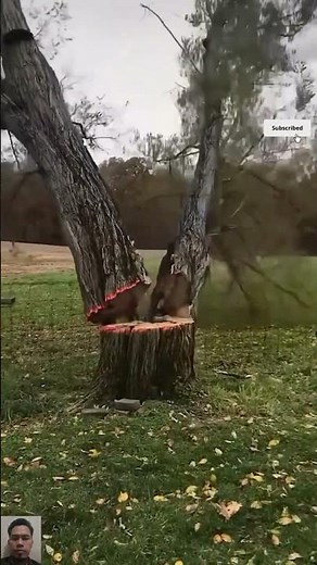 Perfect Split! Twin Trunk Tree Falls Cleanly✅