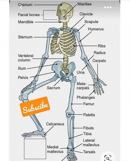 Bones Names of Human Skelton | Human Skelton | Sketch Of Human Body | Bones