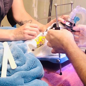 Prepping for a rabbit dental with Dr. Silpa, our rabbit expert! 🐰❤️ #helpingelpasohelptheirpets #rabbitlife #rabbithealth #petdentals | Paws N' Hooves Veterinary Services