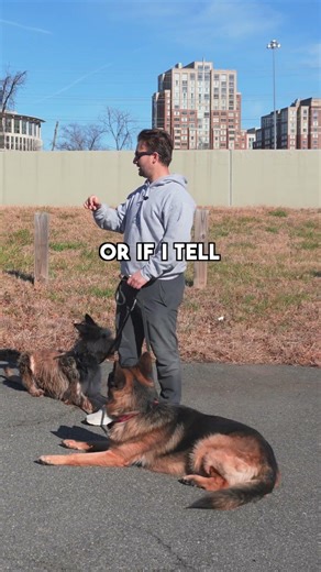 Why I taught my dog german commands!