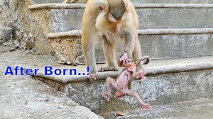 After Birth Monkey Rozy Only Picks Newborn hybrid Baby Up And D-r-ops Down does not Accept The Baby# | Monkey history 2024