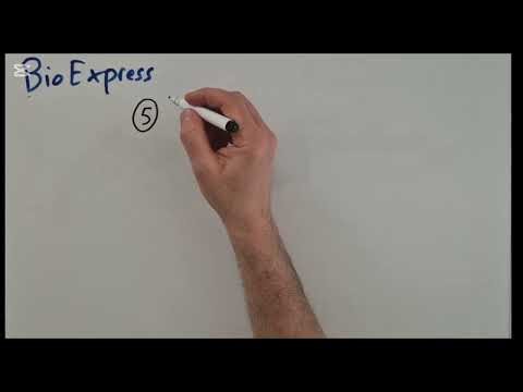 Comment un globule blanc "avale"-t-il un microbe? Phagocytose