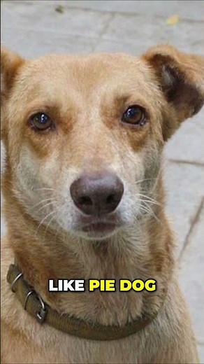 Meet the Indian Pariah Dog - An Ancient and Natural Breed