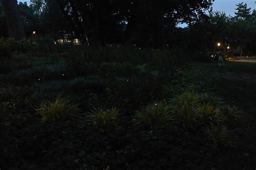 Seeing More Fireflies in New York City This Year? You’re Not Alone.