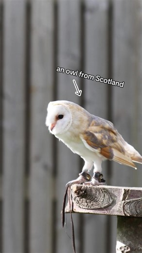 The Scottish Owl: A Fascinating Look at Nature