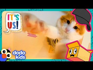 Why Are These Cats Taking Hats And Ripping Up Boxes?! | Dodo Kids | It’s Me!