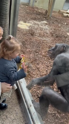 Nebula on Instagram: "日本利用压电瓷砖将脚步转化为电能。这些瓷砖捕捉来自你脚步的动能。当你行走时，你的重量和动作会对瓷砖产生压力。瓷砖会轻微弯曲，从而产生机械应力。瓷砖内部的压电材料将这种应力转化为电能。每一步都会产生少量电荷，而数百万步结合在一起就能产生足够的电力来驱动 LED 灯、数字显示屏和传感器。在像涩谷车站这样繁忙的地方，每天大约有240万个脚步为这一系统作出贡献。这些电能可以被储存或立即使用，从而减少对传统电力来源的依赖，并支持可持续的城市基础设施。这种方法将日常运动转化为实用的可再生能源 ＃日本#知识#事实＃你知道吗 #推荐 #科技 #创新 ＃历史 #技术#实验#热门"