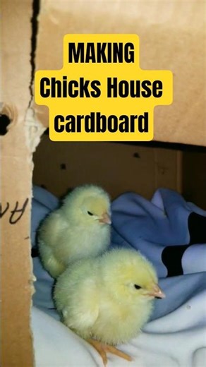 Chicks house cardboard #chicks #house #shorts