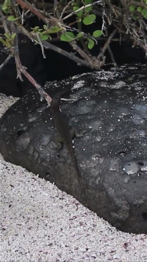 Hood Lava Lizard (Microlophus delanonis) Locomotion #lavalizards #galapagoswildlife #lizards