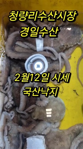 2월12일#청량리수산시장#경일수산#국산낙지