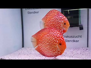 PIGEON BLOOD RED-STENDKER