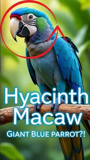 "Hyacinth Macaw: The Giant Blue Parrot That Will Blow Your Mind! 🦜#hyacinthmacaw #animalfacts