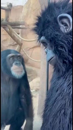Chimpanzee was surprised by zookeeper wear gorilla mask 😆 #chimpanzee #animals #viral #wildlife | Alauna Roby