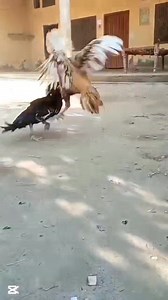 5.3M views · 134K reactions | #foryoupageシforyou #faryou #PYB #Saport | swabi aseel | Facebook