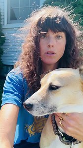 25K views · 874 reactions | Luna, my traumatized dog, has taught me so much about how trauma impact the body. I love her so much but she would def let me get eaten by a bear #trauma #traumahealing #doglover #healingjourney | Toni Nagy Comedy | Facebook